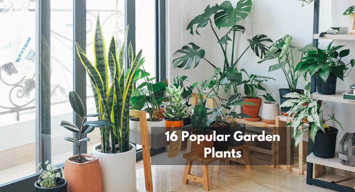 16 Popular Garden Plants - East West Cafe | Order Online | Burlington